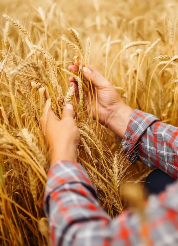 zemědělská výroba rostlinná